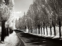 Lombardy Poplars, New York Near Geneva